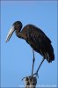 African Openbill Stork