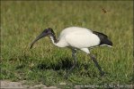 African Sacred Ibis