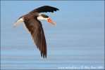 African Skimmer