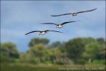 African Skimmer