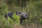 Afrikan Buffalo