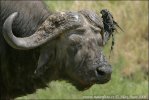 Afrikan Buffalo