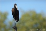 Afrikansk gapnäbbstork