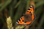 Aglais urticae