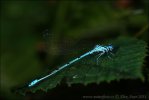 Agrion jouvencelle