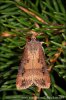 Agrotis ipsilon