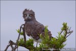 Àguila serpentera pitnegra