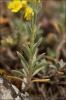 Alyssum montanum subsp. montanum