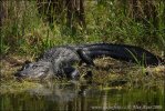 American Alligator