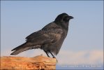 American Crow