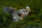 Amerikaanse blauwe reiger