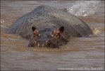Amfibia hipopotamo