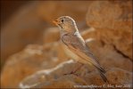 Ammomanes deserti
