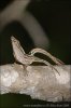 Anolis marron