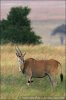 Antilope alcina