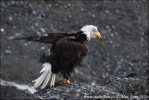 Aquila di mare testabianca