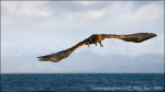 Aquila di mare testabianca