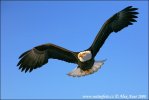 Aquila di mare testabianca