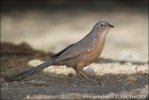 Arabian Babbler