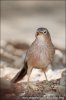 Arabian Babbler