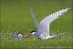 Arctic tern