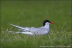 Arctic tern