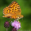 Argynnis adippe