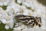 Arlequinette jaune