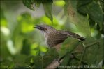 Arrow marked Babbler