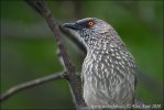 Arrow marked Babbler