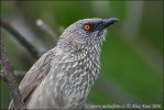 Arrow marked Babbler