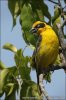 Baglafecht Weaver