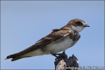 Banded Martin