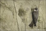 Bank Swallow