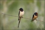 Barn Swallow