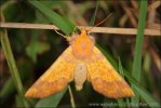 Barred Sallow