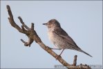 Barred Warbler