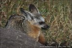 Bat-eared Fox