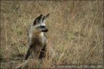 Bat-eared Fox