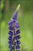 Bigleaf Lupine