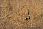 Black-bellied Bustard