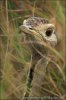 Black-bellied Bustard