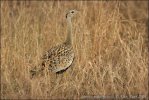 Black-bellied Bustard