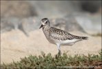 Black bellied Plover