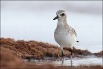 Black bellied Plover