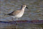 Black bellied Plover