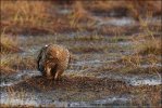 Black Grouse