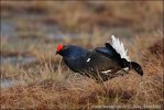 Black Grouse