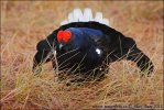 Black Grouse