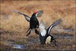 Black Grouse